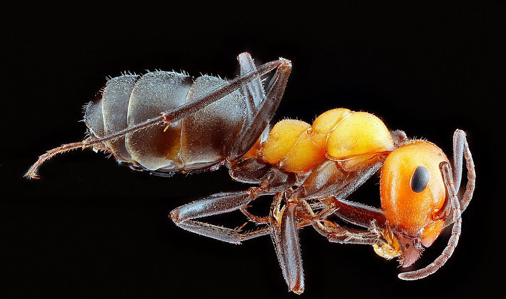Ant Control service in Bellevue, NE