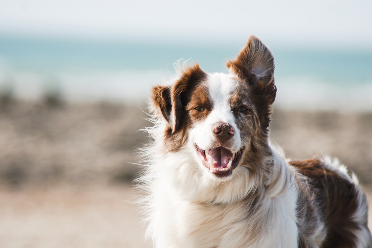 Flea & Tick Control service in Bellevue, NE