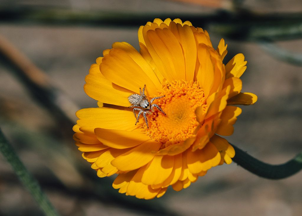 Spider Control service in Bellevue, NE